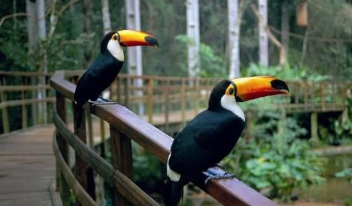 Aves en el Parque Nacional de Foz de Iguazú